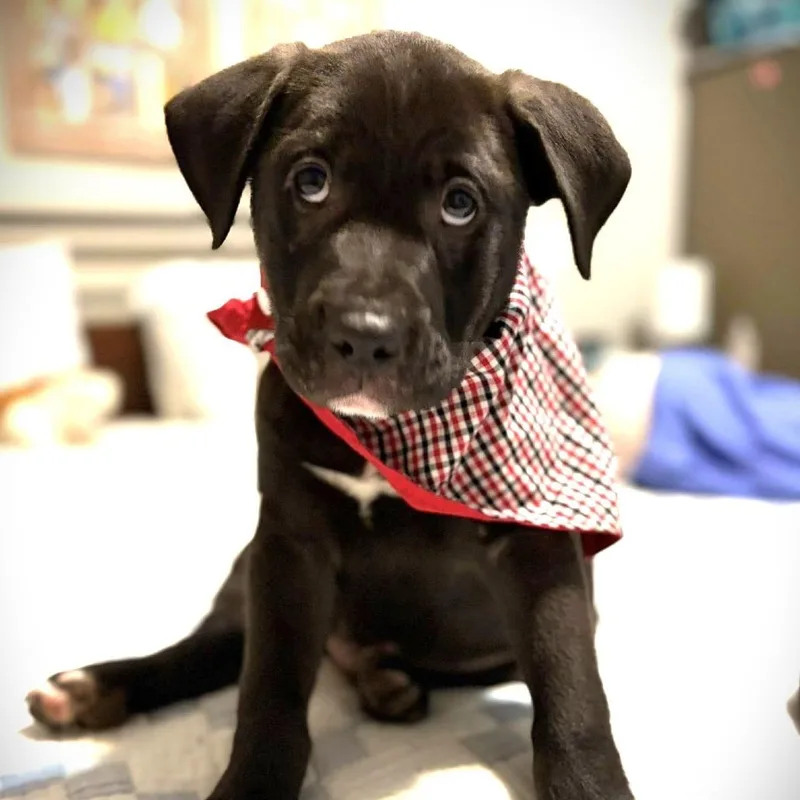 A baby small-sized male Black Black Labrador Retriever dog named Danny Pup for adoption in Enterprise, AL