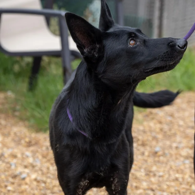 A young medium-sized female Black German Shepherd Dog dog named Bella for adoption in Elizabeth City, NC