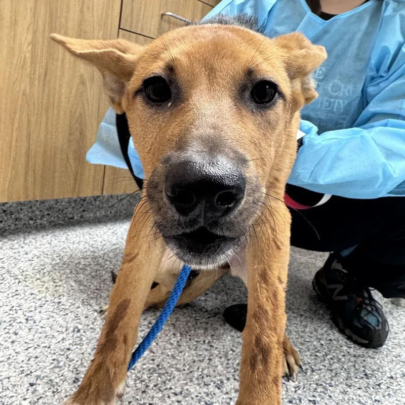 A baby small-sized female Yellow / Tan / Blond / Fawn Mixed Breed dog named Artemis for adoption in Matteson, IL