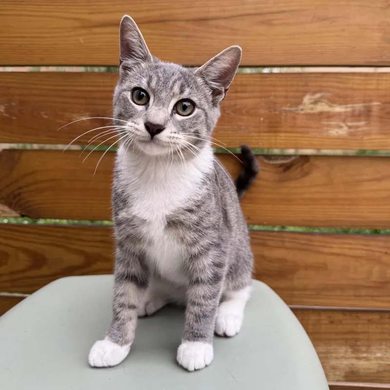 A young small-sized male Domestic Short Hair cat named Rocky and Baby Francis for adoption in Philadelphia, PA