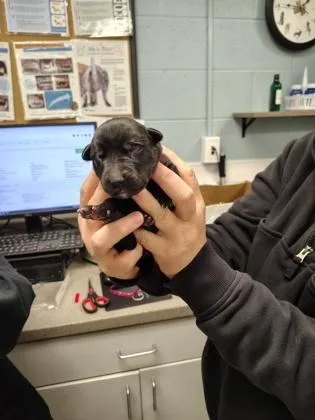 A baby small-sized female Terrier dog named Red Band for adoption in Gastonia, NC