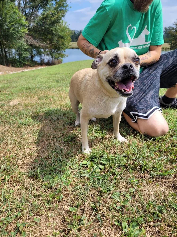 An adult small-sized female Pug dog named Baby for adoption in Linton, IN