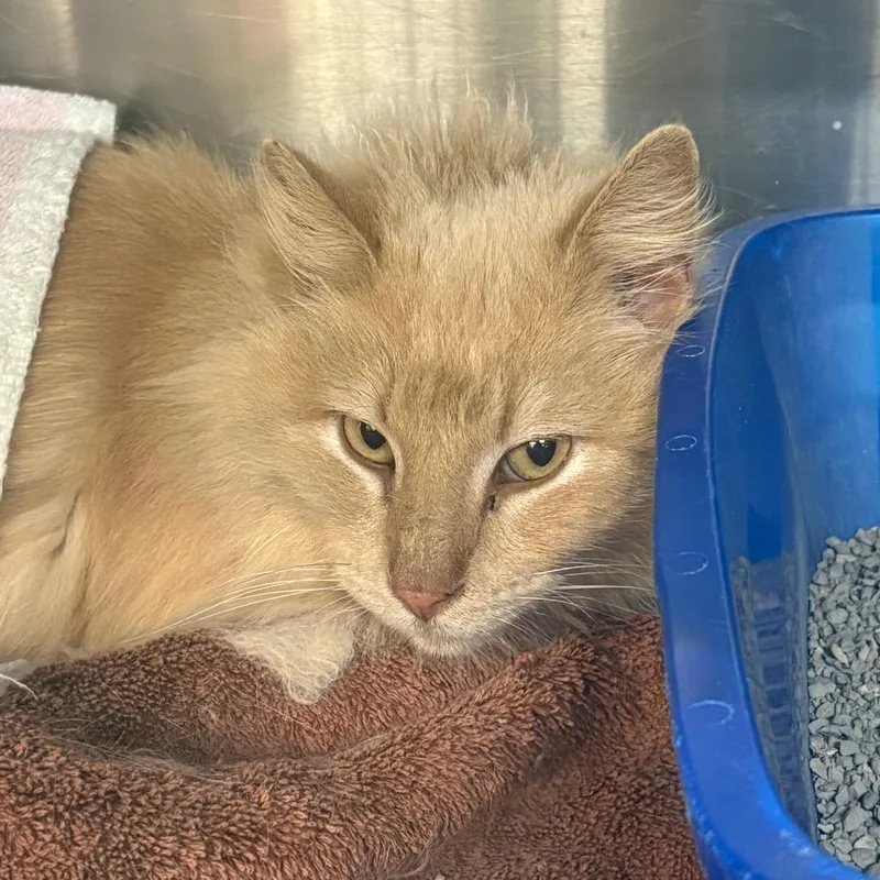 An adult large-sized male Buff / Tan / Fawn Domestic Medium Hair cat named Maui for adoption in Springfield, IL