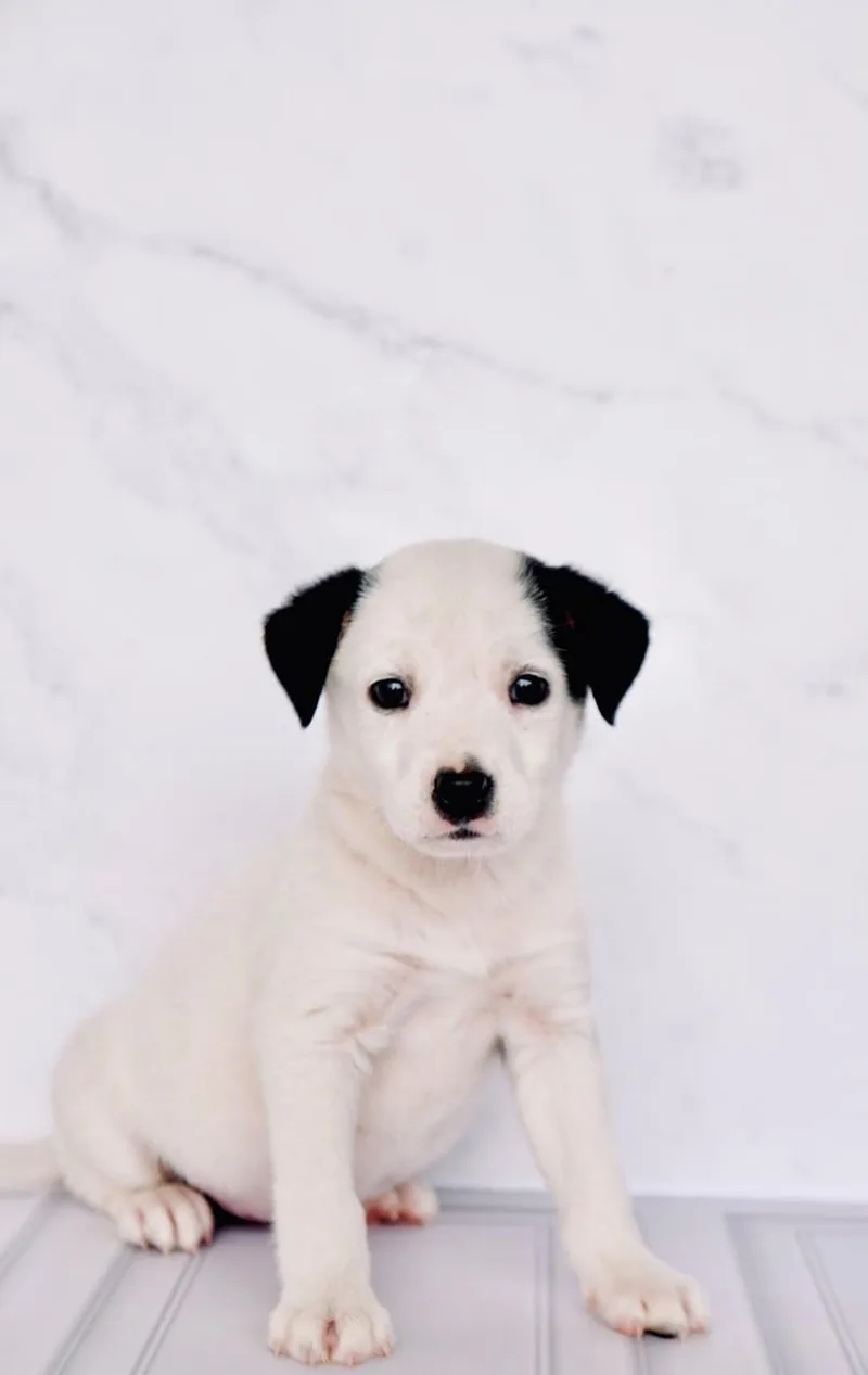 A baby medium-sized female Border Collie dog named Snoopy for adoption in San Diego, CA