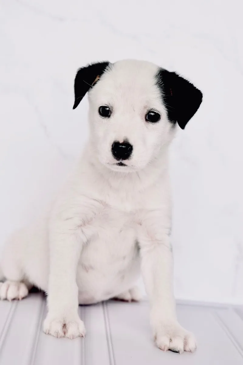 Snoopy thumbnail 2
