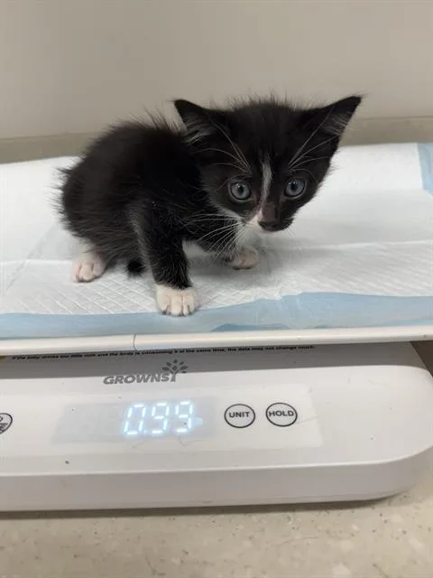 A baby small-sized female Domestic Short Hair cat named Primrose for adoption in Baytown, TX