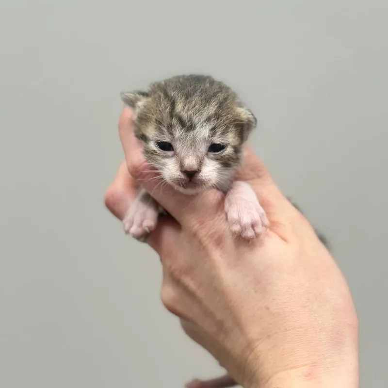 A baby small-sized male Brown / Chocolate Domestic Short Hair cat named Tw for adoption in Spring Hill, KS