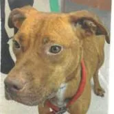 An adult medium-sized female Yellow / Tan / Blond / Fawn Mixed Breed dog named Tango for adoption in West Palm Beach, FL