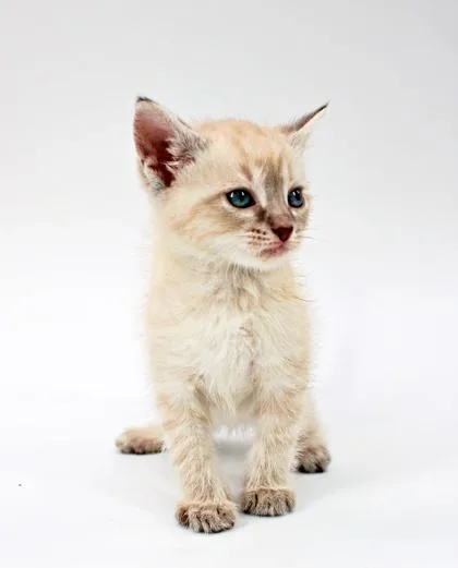 A baby small-sized male Domestic Long Hair cat named Ashton for adoption in Morton Grove, IL