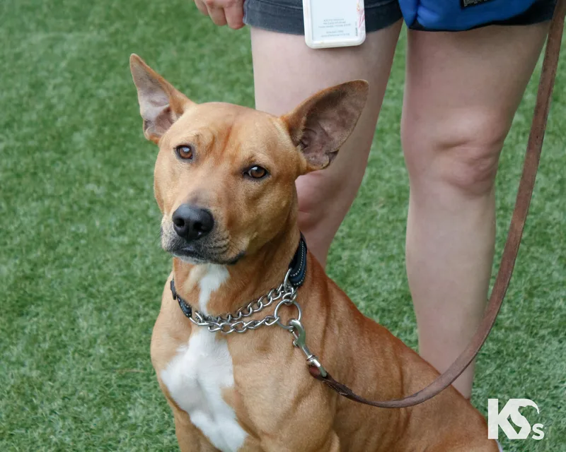 A young medium-sized male Golden Basenji dog named Ra for adoption in Ponte Vedra, FL