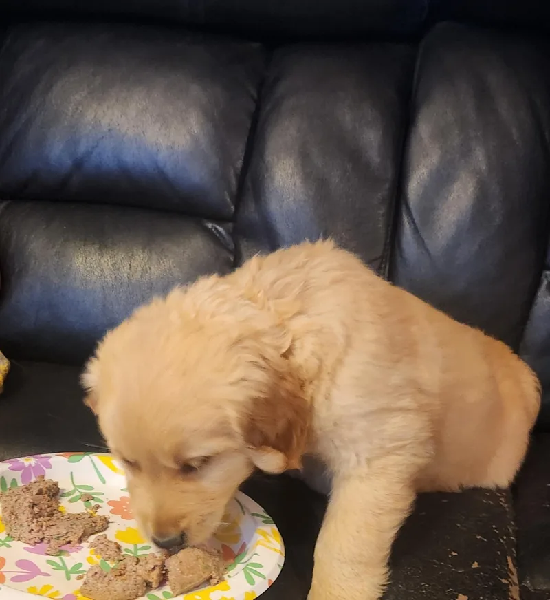Daisy