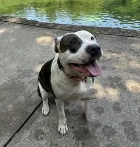 An adult large-sized female Brindle Pit Bull Terrier dog named Primrose for adoption in Kansas City, MO