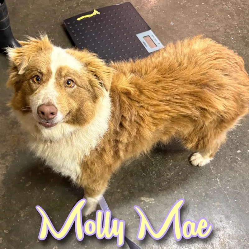 A young large-sized female Australian Shepherd dog named Molly Mae for adoption in Hillsboro, OH