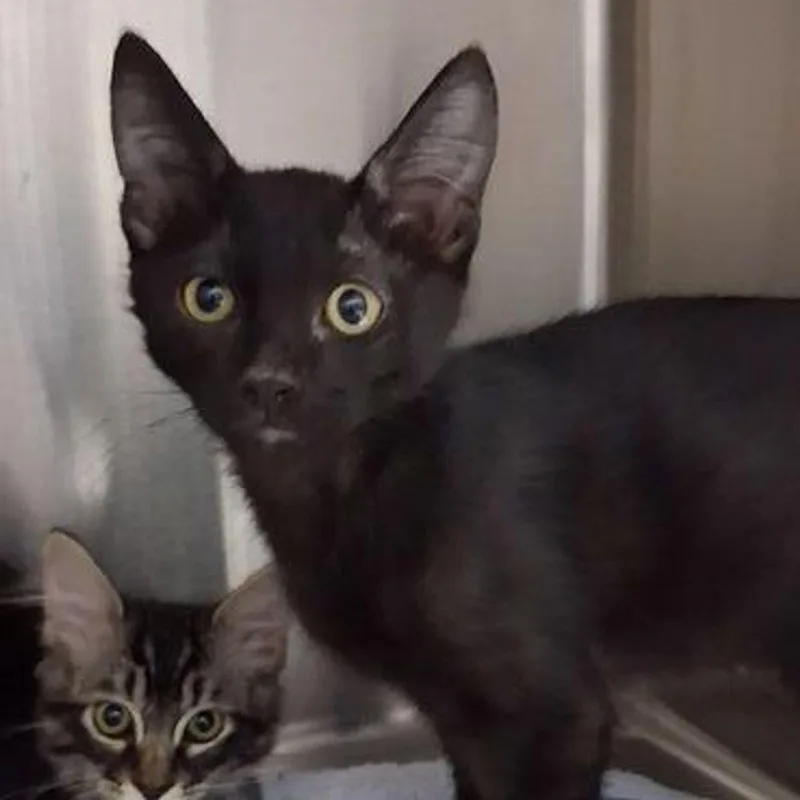 A young medium-sized male Black Domestic Short Hair cat named Toby for adoption in Lake Havasu City, AZ