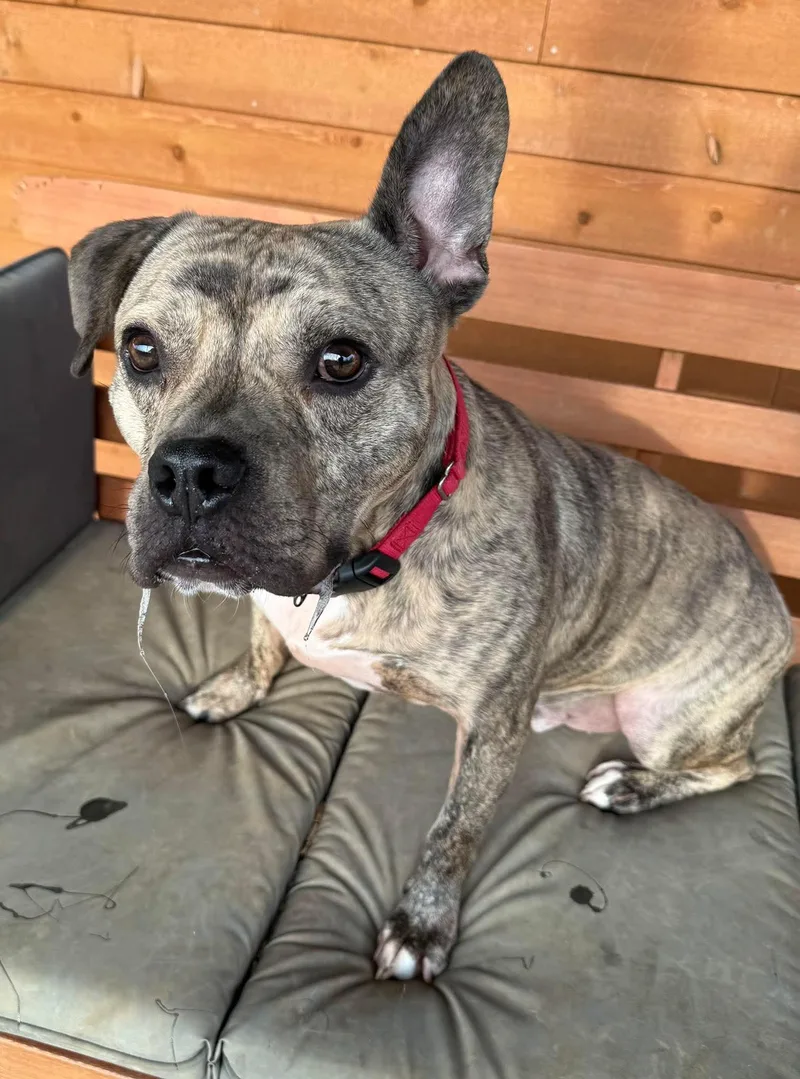 An adult medium-sized male English Bulldog dog named Willy for adoption in Germantown, OH