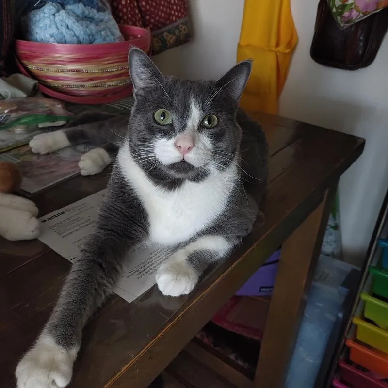 An adult medium-sized male Gray & White Domestic Short Hair cat named Mochi for adoption in Denver, CO