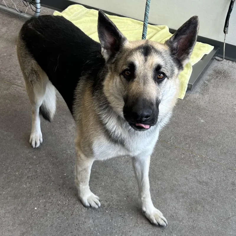 An adult large-sized male Black Mixed Breed dog named Rocco for adoption in Las Cruces, NM