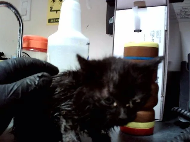 A baby small-sized female Domestic Short Hair cat named A for adoption in Martinez, CA