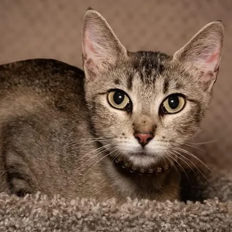 A young medium-sized female Brown / Chocolate Domestic Short Hair cat named Spiderman for adoption in Santa Fe, TX