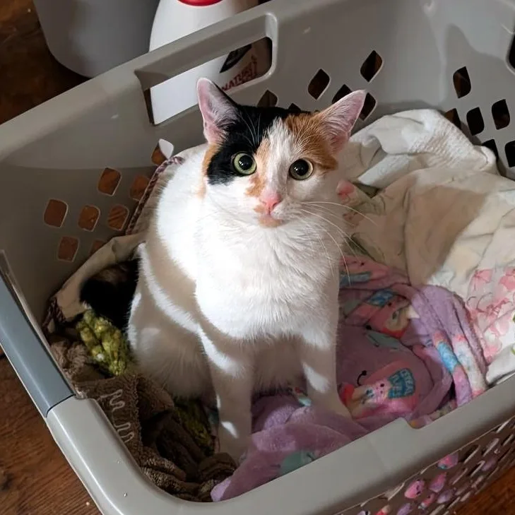 A young medium-sized female Calico cat named Dot Dot Dot for adoption in Newtown, CT