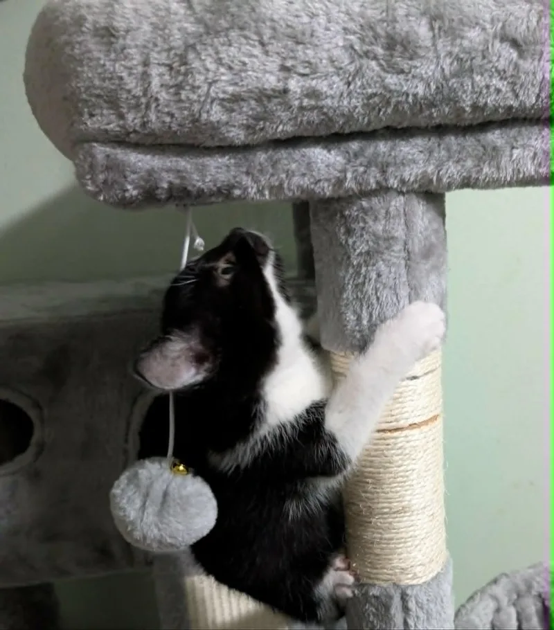 A baby medium-sized male Black & White / Tuxedo Domestic Short Hair cat named Figaro for adoption in Battle Creek, MI