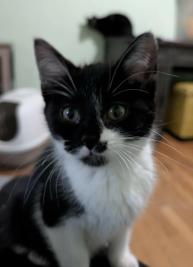 Figaro thumbnail 2