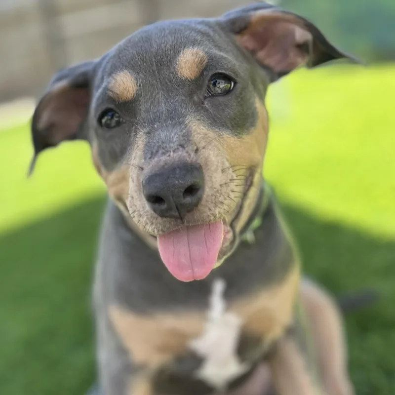 A baby medium-sized female Tricolor (Brown, Black, & White) American Staffordshire Terrier dog named Terra for adoption in Citrus Heights, CA