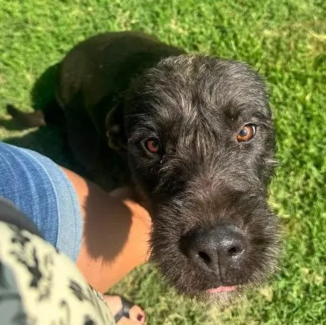 Poppy