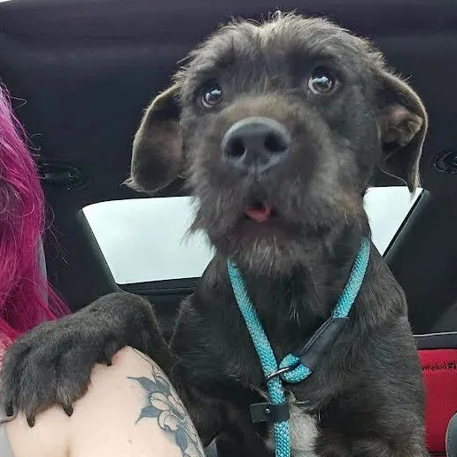 Poppy thumbnail 3