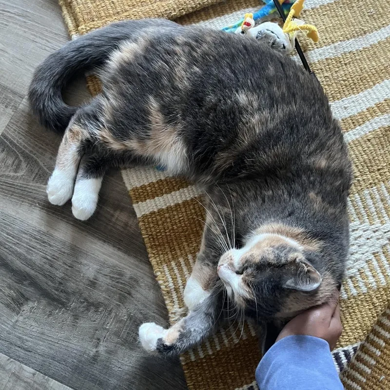 Arya Stark thumbnail 3