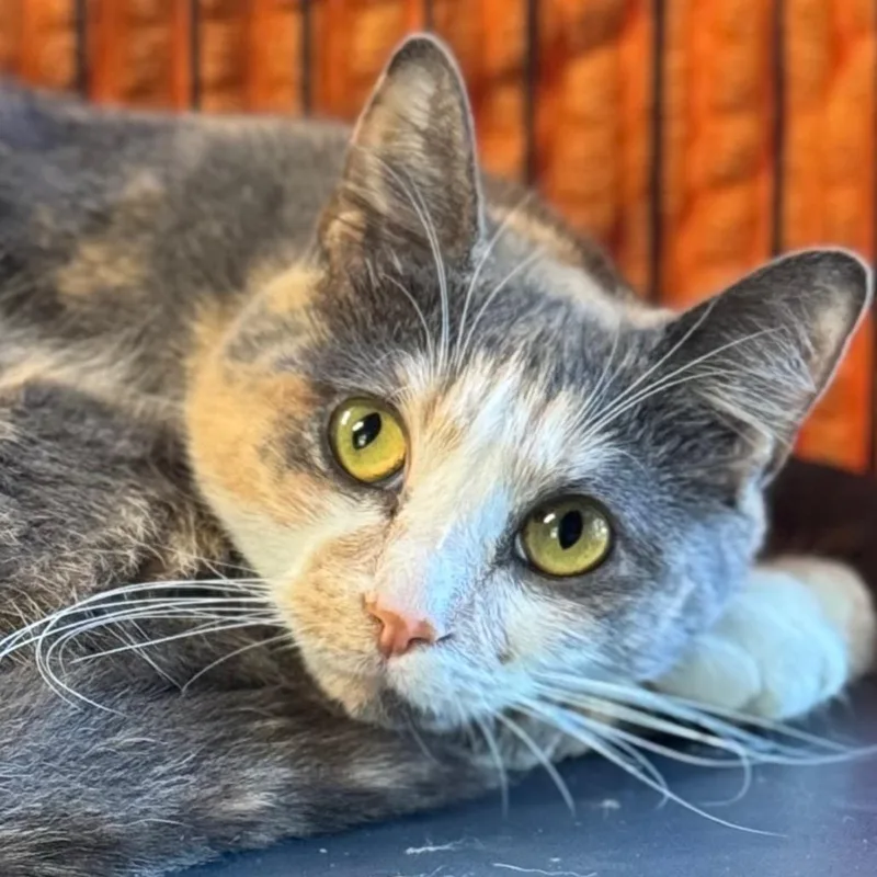 Arya Stark thumbnail 4