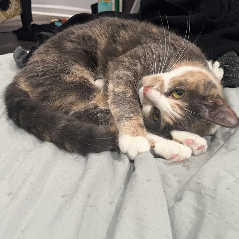 Arya Stark thumbnail 5