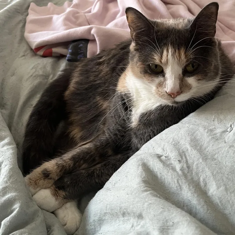 Arya Stark thumbnail 6