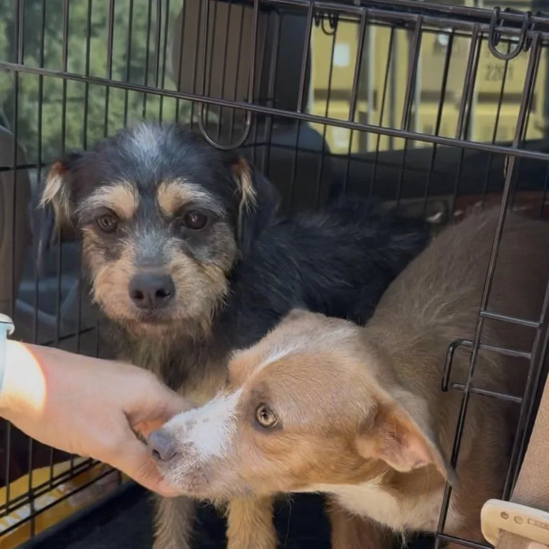 A baby small-sized male Yorkshire Terrier dog named Bagel for adoption in Olive Branch, MS