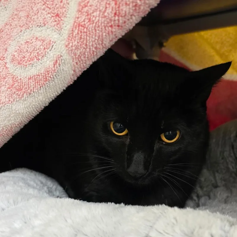 A senior extra large-sized male Black Domestic Short Hair cat named Hulk for adoption in York, PA