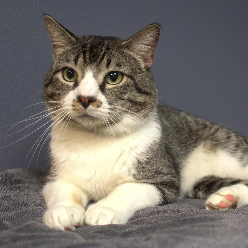 A young medium-sized male Brown / Chocolate Domestic Short Hair cat named Simon for adoption in Lakeland, FL