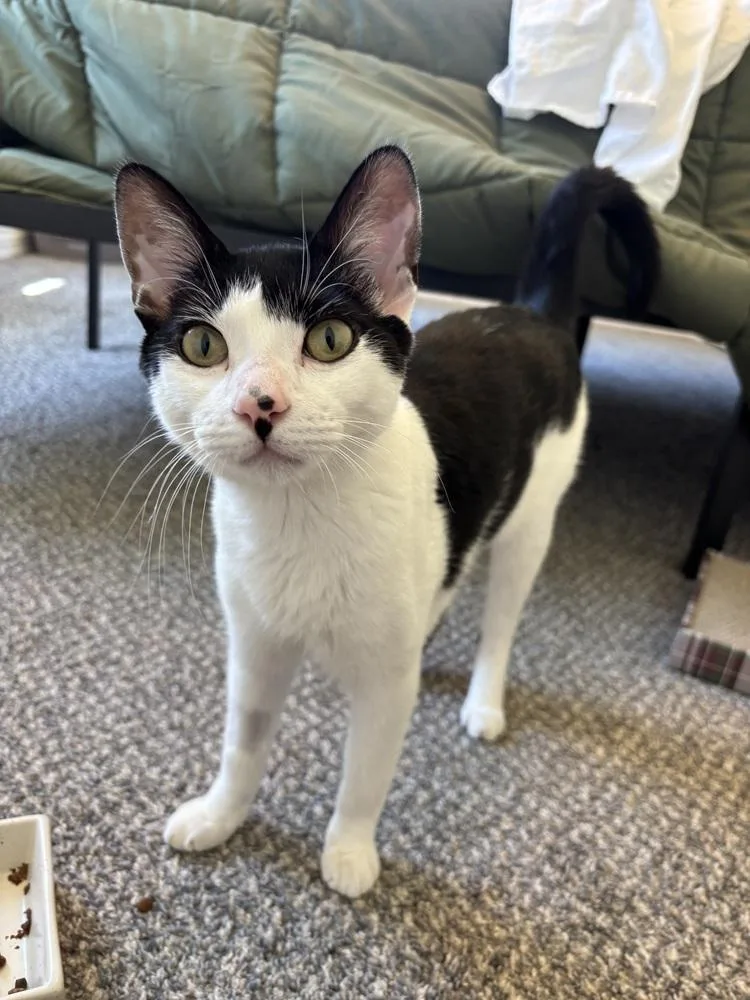 A young medium-sized male Domestic Short Hair cat named Mira for adoption in Bellingham, WA
