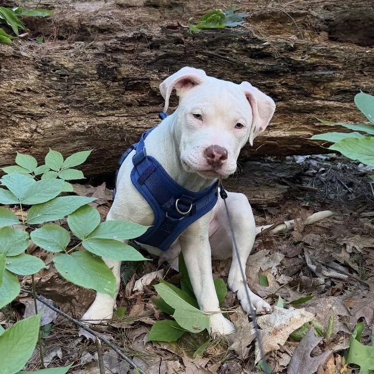 A young medium-sized male American Bulldog dog named Goof for adoption in Medford, NY