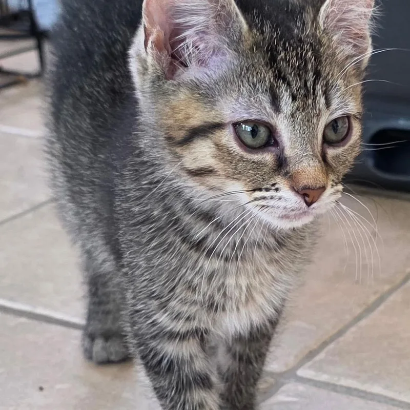 A baby small-sized female Brown / Chocolate Domestic Short Hair cat named Lavender for adoption in Waldorf, MD