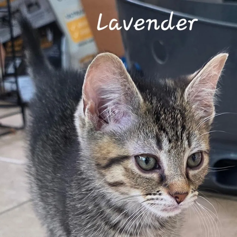 Lavender thumbnail 3