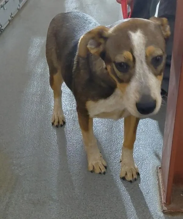 A young medium-sized female Australian Cattle Dog / Blue Heeler dog named Elsa for adoption in Tulare, CA