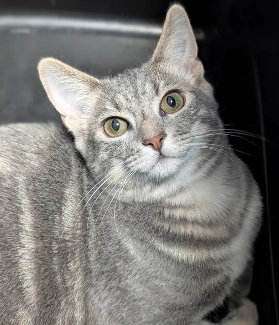 A young small-sized female Domestic Short Hair cat named Balloons for adoption in Canfield, OH