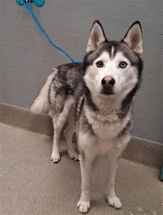 An adult large-sized male Siberian Husky dog named Shadow for adoption in Las Vegas, NV