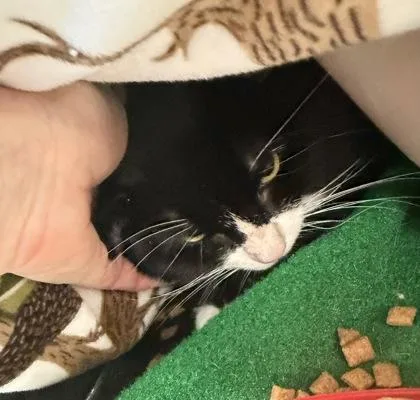 An adult medium-sized male Black & White / Tuxedo Domestic Short Hair cat named Snickers for adoption in Salem, NH