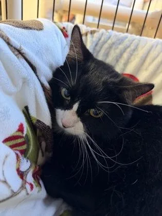 Snickers thumbnail 3