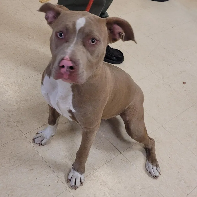 An adult medium-sized female Mixed Breed dog named Cricket for adoption in Lake Panasoffkee, FL