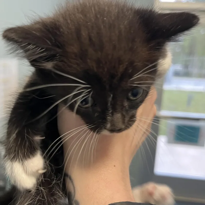 A baby small-sized male Black Domestic Short Hair cat named Treasure Island for adoption in Greensboro, NC