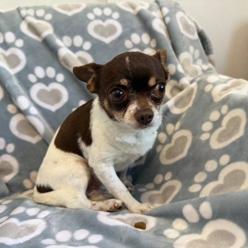 An adult small-sized male White / Cream Chihuahua dog named Kairo for adoption in Williston, FL