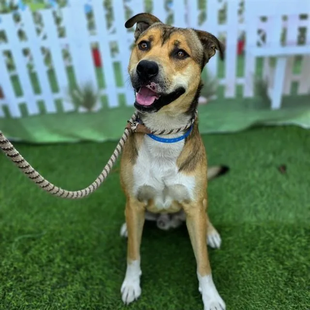 A young large-sized male German Shepherd Dog dog named Quincy for adoption in Long Beach, CA