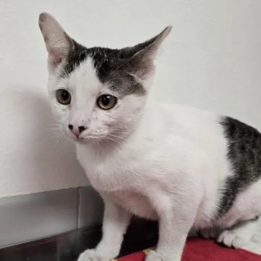 A baby small-sized male Domestic Short Hair cat named Kraken for adoption in Austin, TX